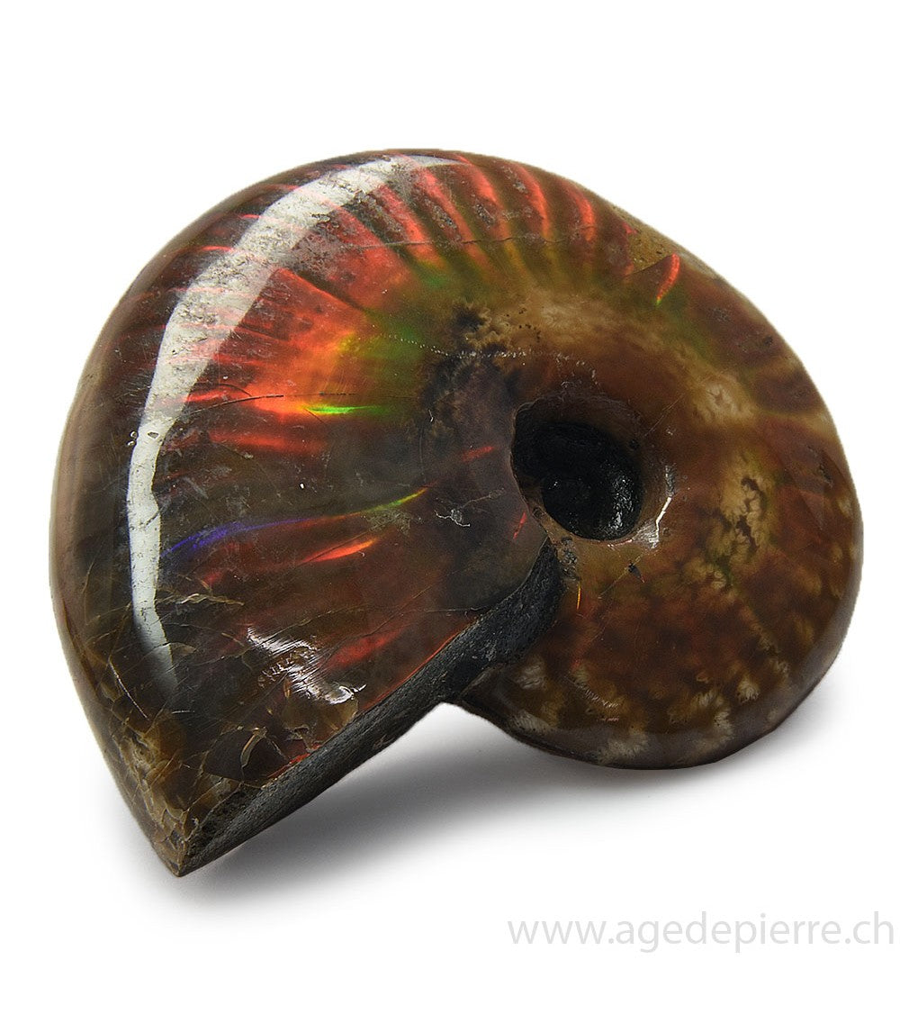 Ammolite