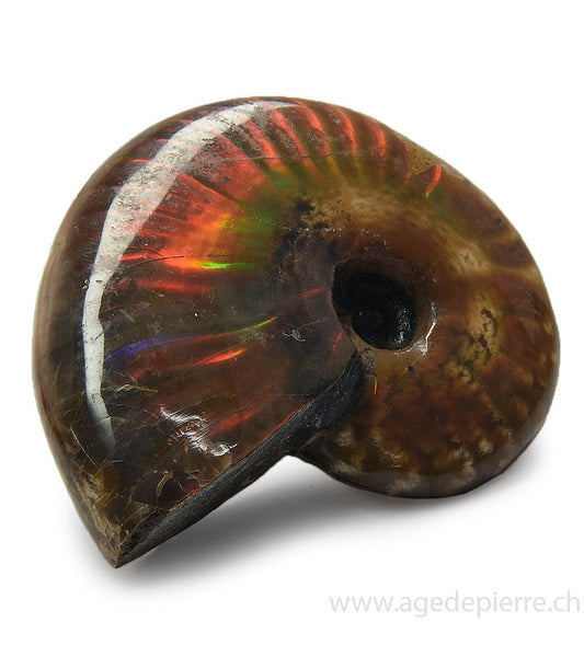 Ammolite
